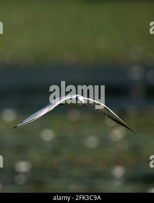 Möwe fliegt über dem Wasserkörper auf grünem Hintergrund. Stockfoto