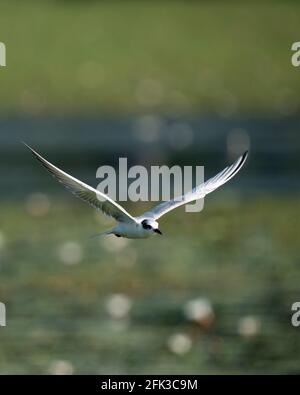 Möwe fliegt über dem Wasserkörper auf grünem Hintergrund. Stockfoto