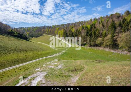 Monarch's Way (siehe Details) & Michael's Beeches Waldgebiet im Arundel Park, Teil des South Downs National Park in Arundel, West Sussex, England, Großbritannien. Stockfoto