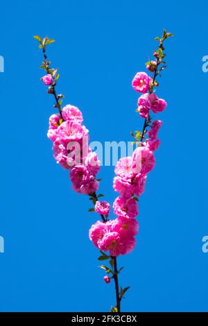 Prunus triloba Rosenmund Rosa Blumen Blauer Himmel Hintergrund Prunus blühende Blüten Zweig Sträucher April Blumen Hellrosa Blüten Frühlingszweige blühen Stockfoto