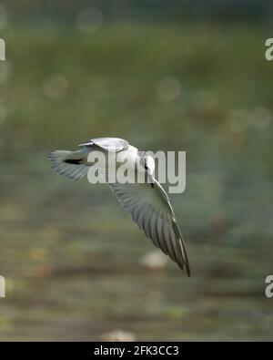 Möwe fliegt über dem Wasserkörper auf grünem Hintergrund. Stockfoto