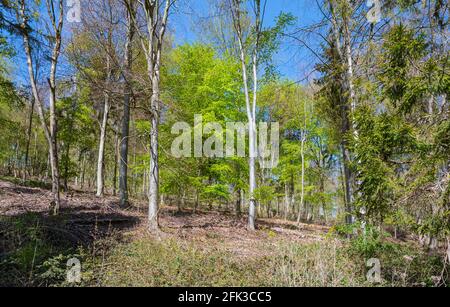 Hohe Bäume im Wald von Michael's Beeches auf dem Arundel Park Estate im Frühjahr in Arundel, West Sussex, England, Großbritannien. Stockfoto