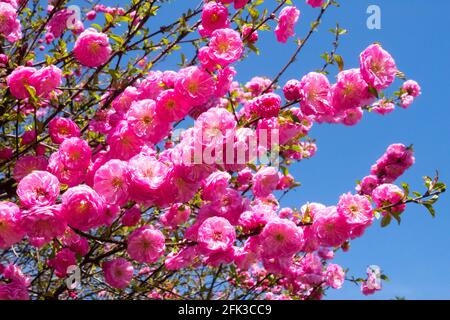 Rosa Frühlingsblüten blühende Sträucher April Blumen Zweige blühende Prunus triloba Rosenmund blüht rosa blühende Mandelpflaume Stockfoto