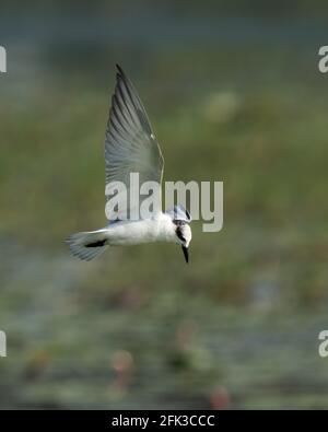 Möwe fliegt über dem Wasserkörper auf grünem Hintergrund. Stockfoto