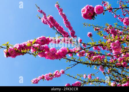Frühlingsblütenkirsche, Prunus triloba ist Buschkirsche Stockfoto