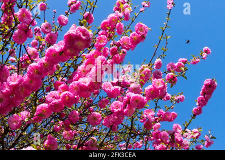 Prunus triloba „Rosenmund“ blühende Sträucher Rosa Blüten Zweige Sträucher Prunus Rosenmund blühend Frühjahrs Gartenblühung Stockfoto