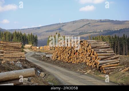 Schierke, Deutschland. April 2021. Ein Stück Wald mit toten Fichten auf den Hängen bei Schierke. Die Nadelbäume werden vom Rindenkäfer befallen, dazwischen noch grüne Nadelbäume. Der Nationalpark Harz will die ökologische Sanierung vorantreiben. Quelle: Peter Gercke/dpa-Zentralbild/ZB/dpa/Alamy Live News Stockfoto