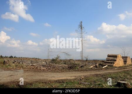 Schierke, Deutschland. April 2021. Ein Stück Wald mit toten Fichten auf den Hängen bei Schierke. Die Nadelbäume werden vom Rindenkäfer befallen, dazwischen noch grüne Nadelbäume. Der Nationalpark Harz will die ökologische Sanierung vorantreiben. Quelle: Peter Gercke/dpa-Zentralbild/ZB/dpa/Alamy Live News Stockfoto