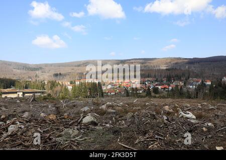 Schierke, Deutschland. April 2021. Ein Stück Wald mit toten Fichten auf den Hängen bei Schierke. Die Nadelbäume werden vom Rindenkäfer befallen, dazwischen noch grüne Nadelbäume. Der Nationalpark Harz will die ökologische Sanierung vorantreiben. Quelle: Peter Gercke/dpa-Zentralbild/ZB/dpa/Alamy Live News Stockfoto