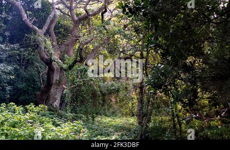 Baum- und Waldunterholz mit Reben, Sträuchern und Wildblumen - Mystery Tree Forest Hintergrund - selektiver Fokus auf Baum Stockfoto