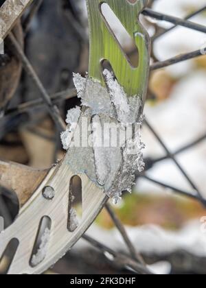 Hintere Scheibe der hydraulischen Scheibenbremse beim alten mtb. Winter Art von Fahrrad genannt Fatbike in extremen Wetterbedingungen verwendet Stockfoto