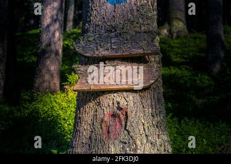 Alte hölzerne Wegweiser im Wald. Stockfoto
