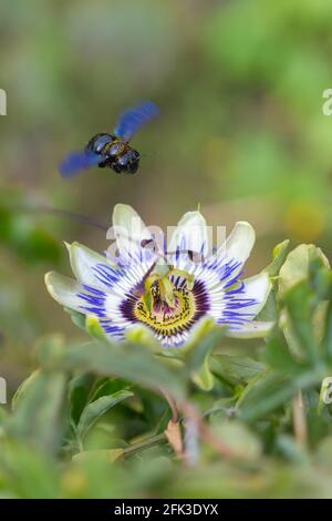 Zimmermannsbiene (Xylocopa violacea), die auf einer Passiflora caerulea fliegt Stockfoto