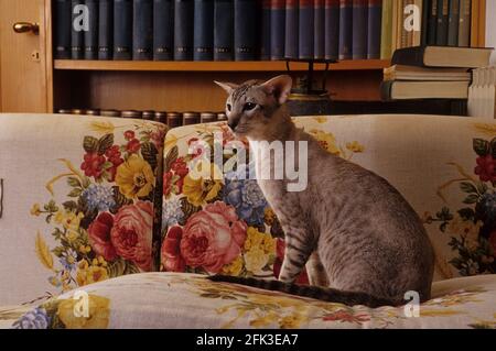 Siam Cat, Italien Stockfoto