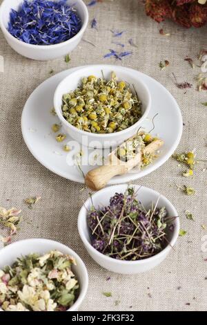 Sortiment an trockenen Kräutern: Kamille, Apfelbaumblumen, Kornblume, Lavendel, Thymian auf rustikaler Leinenstruktur, Nahaufnahme, Naturmedizin, Naturheilkunde, h Stockfoto