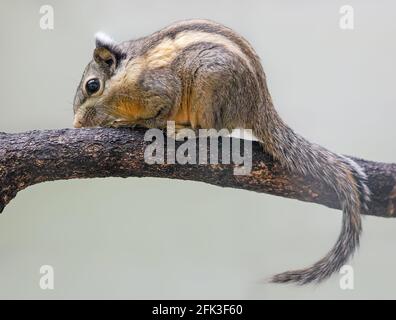 Nahaufnahme eines gestreiften Eichhörnchen aus dem Himalaya (Tamiops mcclellandii) Stockfoto