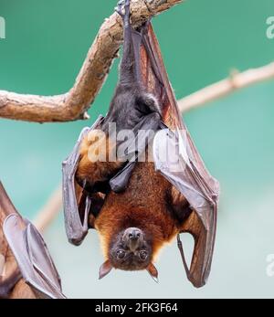 Nahaufnahme eines weiblichen indischen fliegenden Fuchses mit Welpen (Pteropus medius) Stockfoto