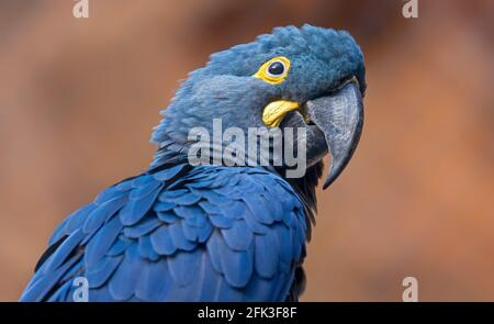 Nahaufnahme eines Lears-Aras (Anodorhynchus leari) Stockfoto