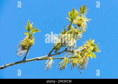 Aschenblatt Ahorn Acer Negundo Feder Stockfoto