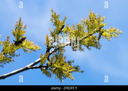 Esche blüht im Frühling im Fraxinus excelsior Stockfoto