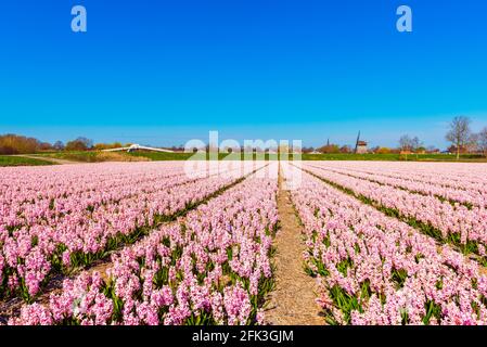 Pink Flower field in Alkmaar Netherlands in Spring Stockfoto