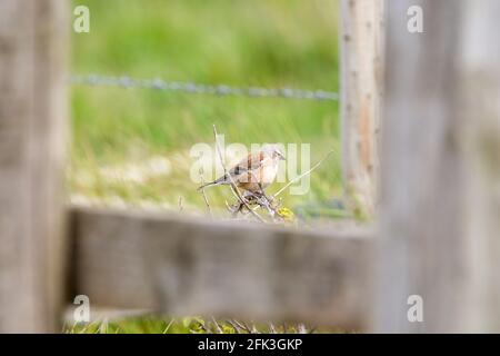 Ein weiblicher Linnet-Vogel, der auf einem Hügel durch gesehen thront Ein hölzernes Tor Stockfoto