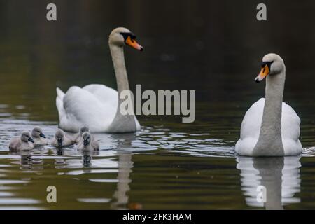 Wapping Canal, London, Großbritannien. April 2021. Eine Familie von 2 erwachsenen Schwanen, die mit 5 ihrer 6 Cygnets zum Frühstück auf einem Stadtkanal in Wapping, East London, abgebildet wurde. Es wird angenommen, dass die Wapping Cygnets einige der ersten sind, die jedes Jahr im Zentrum Londons schlüpfen. Wapping, Tower Hamlets, London, E1W Amanda Rose/Alamy Stockfoto