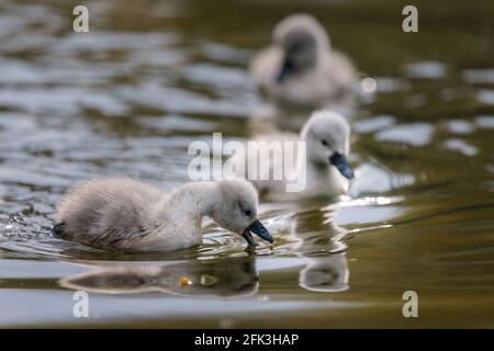 Wapping Canal, London, Großbritannien. April 2021. Schwanencygnets zum Frühstück auf einem Stadtkanal in Wapping, East London. Es wird angenommen, dass die Wapping Cygnets einige der ersten sind, die jedes Jahr im Zentrum Londons schlüpfen. Wapping, Tower Hamlets, London, E1W Amanda Rose/Alamy Stockfoto