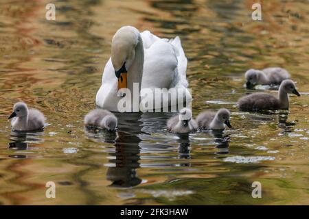 Wapping Canal, London, Großbritannien. April 2021. Ein erwachsener Schwan wacht über die 6 Cygnets, während sie auf einem städtischen Kanal in Wapping, East London, frühstücken. Es wird angenommen, dass die Wapping Cygnets einige der ersten sind, die jedes Jahr im Zentrum Londons schlüpfen. Wapping, Tower Hamlets, London, E1W Amanda Rose/Alamy Stockfoto