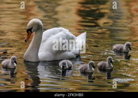 Wapping Canal, London, Großbritannien. April 2021. Ein erwachsener Schwan wacht über die 6 Cygnets, während sie auf einem städtischen Kanal in Wapping, East London, frühstücken. Es wird angenommen, dass die Wapping Cygnets einige der ersten sind, die jedes Jahr im Zentrum Londons schlüpfen. Wapping, Tower Hamlets, London, E1W Amanda Rose/Alamy Stockfoto