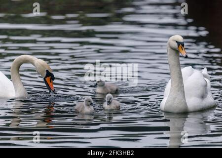 Wapping Canal, London, Großbritannien. April 2021. Eine Familie von 2 erwachsenen Schwanen, die mit 3 ihrer 6 Cygnets zum Frühstück auf einem Stadtkanal in Wapping, East London, abgebildet wurde. Es wird angenommen, dass die Wapping Cygnets einige der ersten sind, die jedes Jahr im Zentrum Londons schlüpfen. Wapping, Tower Hamlets, London, E1W Amanda Rose/Alamy Stockfoto