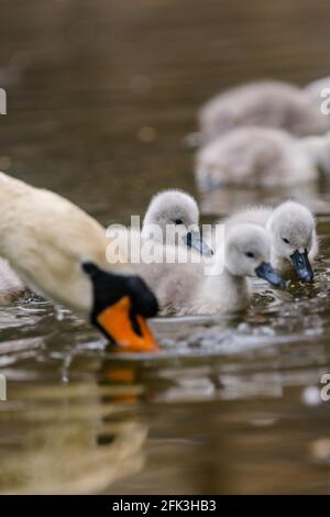 Wapping Canal, London, Großbritannien. April 2021. Die Schwanenfamilie war zum Frühstück auf einem Stadtkanal in Wapping, East London, unterwegs. Es wird angenommen, dass die Wapping Cygnets einige der ersten sind, die jedes Jahr im Zentrum Londons schlüpfen. Wapping, Tower Hamlets, London, E1W Amanda Rose/Alamy Stockfoto