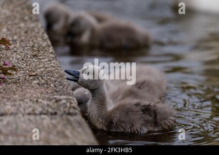 Wapping Canal, London, Großbritannien. April 2021. Schwanencygnets zum Frühstück auf einem Stadtkanal in Wapping, East London. Es wird angenommen, dass die Wapping Cygnets einige der ersten sind, die jedes Jahr im Zentrum Londons schlüpfen. Wapping, Tower Hamlets, London, E1W Amanda Rose/Alamy Stockfoto