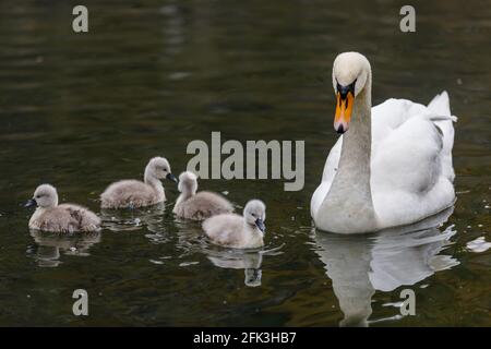 Wapping Canal, London, Großbritannien. April 2021. Ein erwachsener Schwan, der mit 4 seiner 6 Cygnets zum Frühstück auf einem Stadtkanal in Wapping, East London, abgebildet ist. Es wird angenommen, dass die Wapping Cygnets einige der ersten sind, die jedes Jahr im Zentrum Londons schlüpfen. Wapping, Tower Hamlets, London, E1W Amanda Rose/Alamy Stockfoto