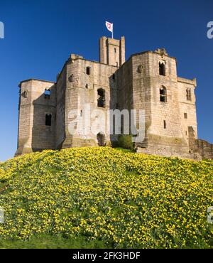 Warkworth, Northumberland, England. Der Berghof von Warkworth Castle aus dem 14. Jahrhundert, Frühling, Teppich aus goldenen Narzissen am Hang. Stockfoto