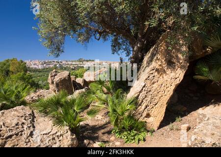 Agrigento, Sizilien, Italien. Europäische Fächerpalmen, Chamaerops humilis, wächst zwischen archäologischen Resten, Tal der Tempel. Stockfoto