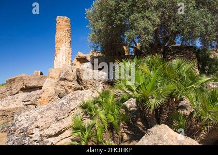 Agrigento, Sizilien, Italien. Europäische Fächerpalmen, Chamaerops humilis, wachsen unter dem Tempel der Herakles, Tal der Tempel. Stockfoto