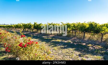 Coonawarra Vineyards vom Riddoch Hwy, South Australia aus gesehen Stockfoto