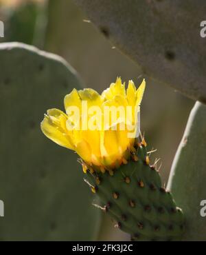 Agrigento, Sizilien, Italien. Leuchtend gelbe Blume eines Kaktus aus stacheliger Birne, Opuntia ficus-indica, Tal der Tempel. Stockfoto