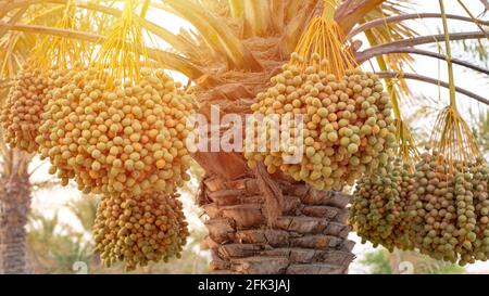 Hintergrundbild von Dattelplantage im Nahen Osten. Dattelplantage Stockfoto