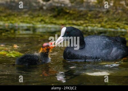 Wapping Canal, London, Großbritannien. April 2021. Die Fütterung von Coot ist ein Baby Cootie auf einem städtischen Kanal in Wapping, East London. Amanda Rose/Alamy Stockfoto