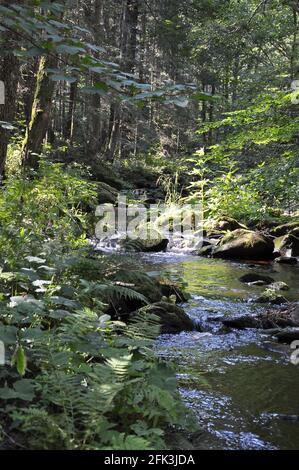 Große Ohe in der Steinklamm in Spiegelau Stockfoto