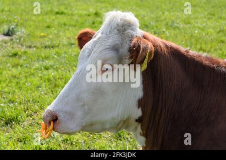 Fleckvieh-Rind (Bos primigenius taurus), Viehbestand auf einer Weide in Rheinland-Pfalz, Deutschland, Westeuropa Stockfoto