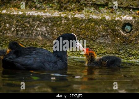 Wapping Canal, London, Großbritannien. April 2021. Die Fütterung von Coot ist ein Baby Cootie auf einem städtischen Kanal in Wapping, East London. Amanda Rose/Alamy Stockfoto