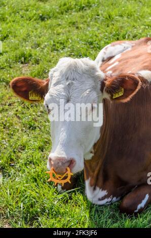 Fleckvieh-Rind (Bos primigenius taurus), Viehbestand auf einer Weide in Rheinland-Pfalz, Deutschland, Westeuropa Stockfoto