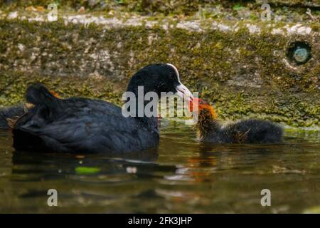 Wapping Canal, London, Großbritannien. April 2021. Die Fütterung von Coot ist ein Baby Cootie auf einem städtischen Kanal in Wapping, East London. Amanda Rose/Alamy Stockfoto