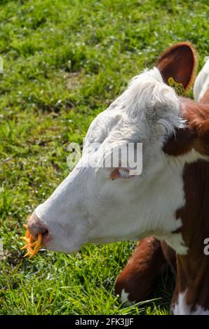 Fleckvieh-Rind (Bos primigenius taurus), Viehbestand auf einer Weide in Rheinland-Pfalz, Deutschland, Westeuropa Stockfoto