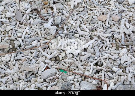 Koralle an einem Strand auf der Insel Huraa auf den Malediven. Stockfoto