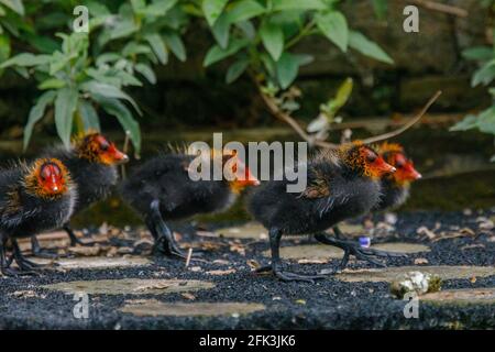 Wapping Canal, London, Großbritannien. April 2021. Coot Baby Cooties auf einem städtischen Kanal in Wapping, East London. Amanda Rose/Alamy Stockfoto