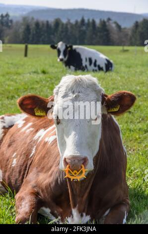 Fleckvieh-Rinder (Bos primigenius taurus), Vieh auf einer Weide in Rheinland-Pfalz, Deutschland, Westeuropa Stockfoto